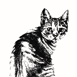 Feral Cat Coalition
