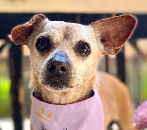 champ - adopt me!